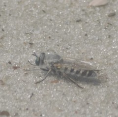 Laphystia litoralis