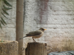 Turdus amaurochalinus