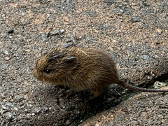 Reithrodontomys humulis