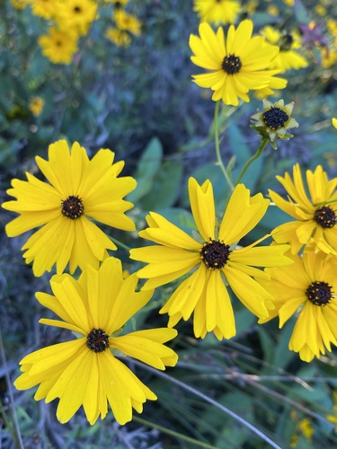 Coreopsis palustris, photograph 5