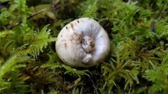 Russula iodiolens