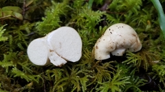Russula iodiolens