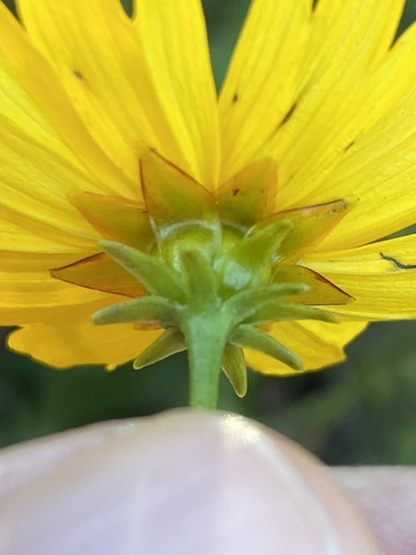 Coreopsis palustris, photograph 6