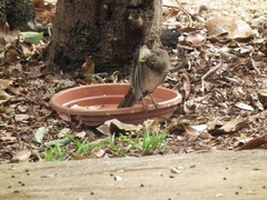 Turdus amaurochalinus