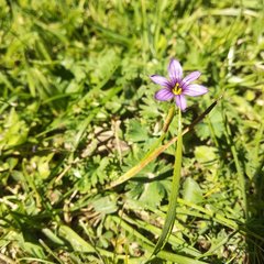 Sisyrinchium scabrum