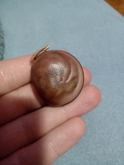 Macropsychanthus violaceus