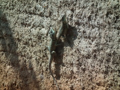 Tropidurus torquatus