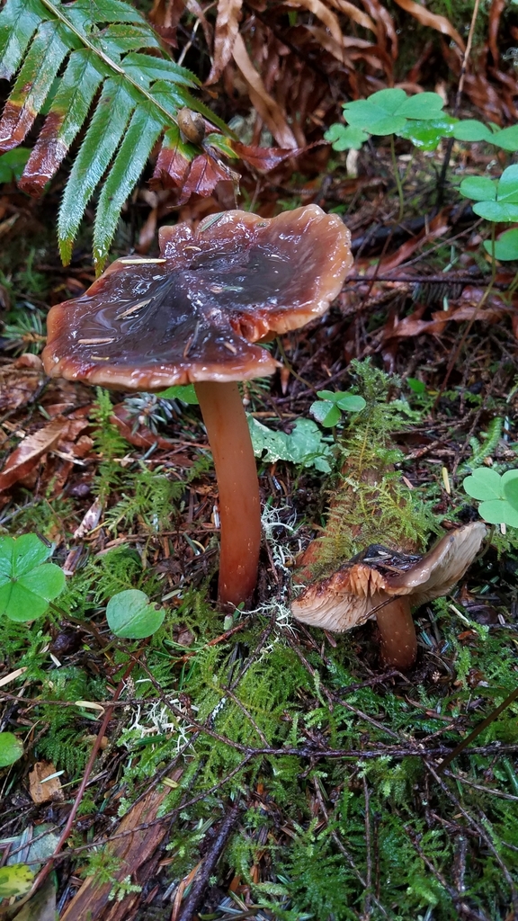Phaeocollybia spadicea
