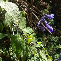 Salvia concolor