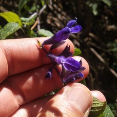 Salvia concolor