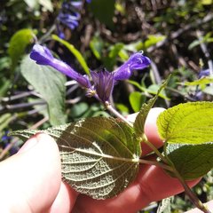 Salvia concolor