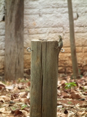 Tropidurus torquatus