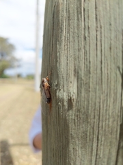 Yoyetta landsboroughi