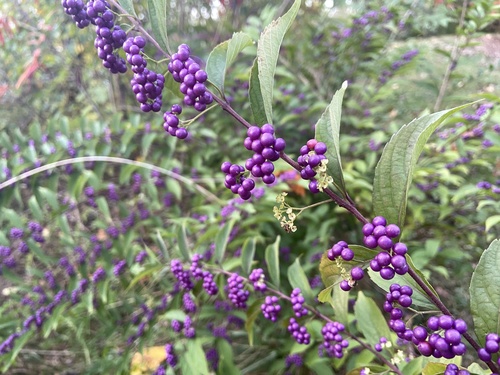 Callicarpa dichotoma