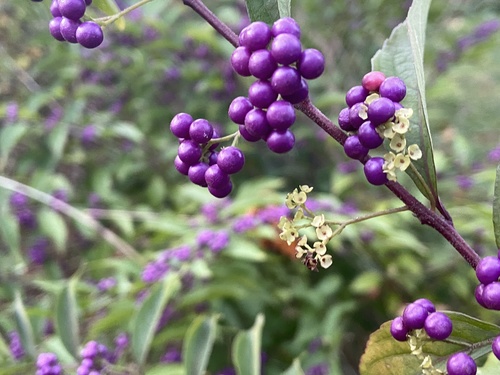 Callicarpa dichotoma