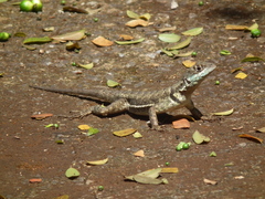 Tropidurus torquatus