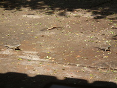 Tropidurus torquatus