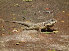 Tropidurus torquatus