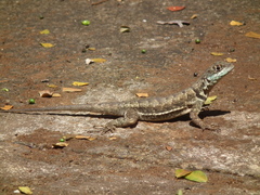 Tropidurus torquatus