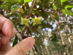 Elaeagnus loureirii