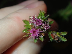 Kunzea capitata capitata