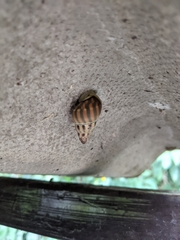 Amphidromus glaucolarynx