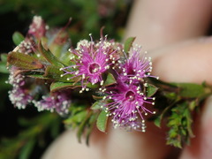 Kunzea capitata capitata