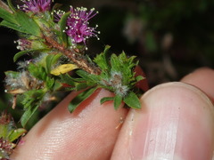 Kunzea capitata capitata