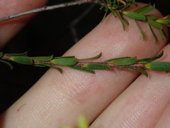 Kunzea capitata capitata