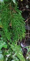 Selaginella labordei