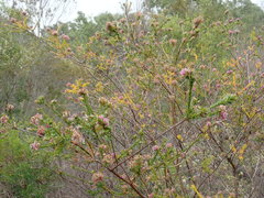 Kunzea capitata capitata
