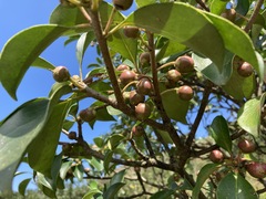 Ternstroemia gymnanthera