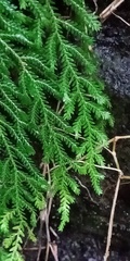 Selaginella labordei