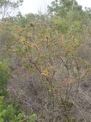 Kunzea capitata capitata
