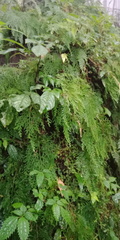 Selaginella labordei