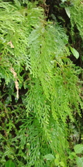 Selaginella labordei