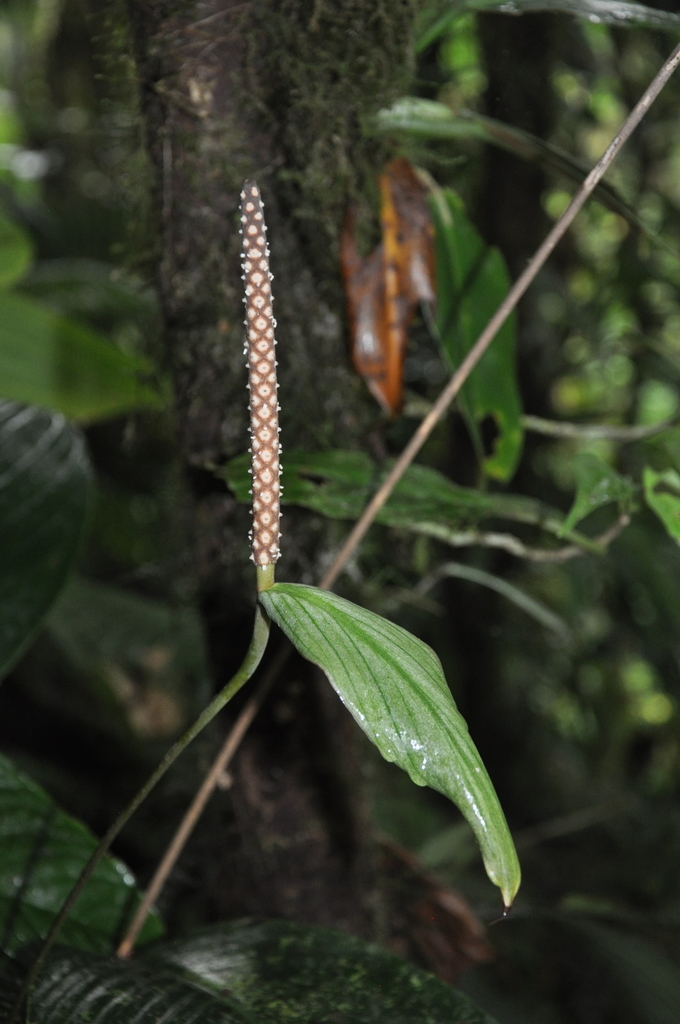 Spathiphyllum fulvovirens