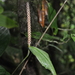 Spathiphyllum fulvovirens - Photo (c) ramon_d, algunos derechos reservados (CC BY-NC), subido por ramon_d