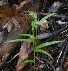 Pterostylis agathicola