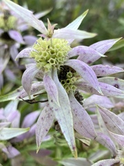 Monarda punctata punctata