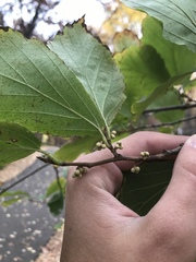 Hamamelis virginiana