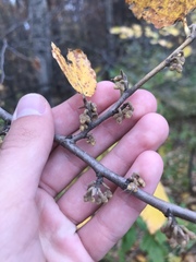 Hamamelis virginiana