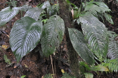 Spathiphyllum fulvovirens