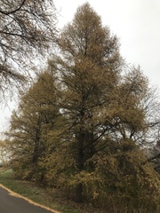 Larix laricina