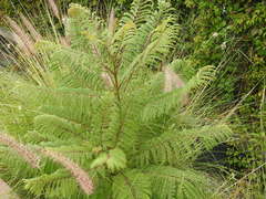 Jacaranda mimosifolia