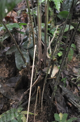 Spathiphyllum fulvovirens