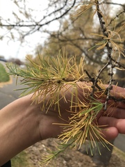 Larix laricina