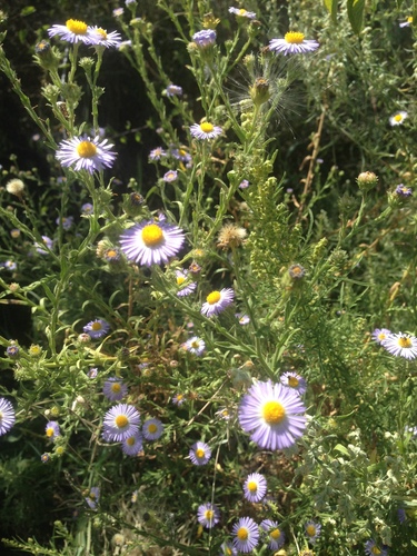 New Mexico tansyaster (Psilactis asteroides)