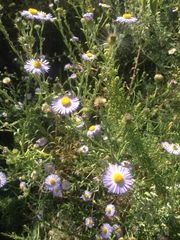 Psilactis asteroides