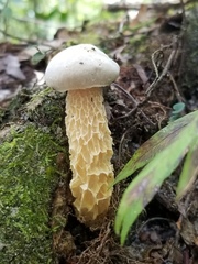 Austroboletus subflavidus image